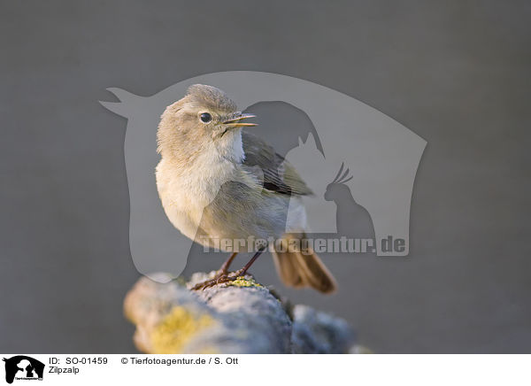 Zilpzalp / chiffchaff / SO-01459