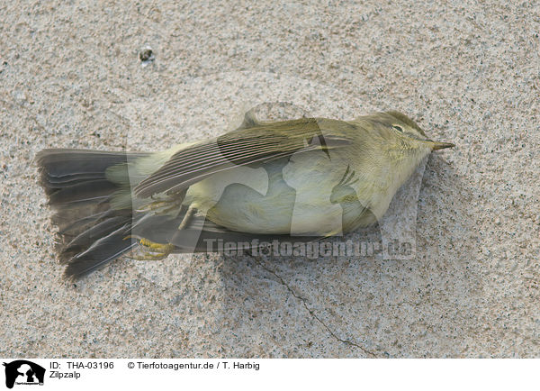 Zilpzalp / common chiffchaff / THA-03196