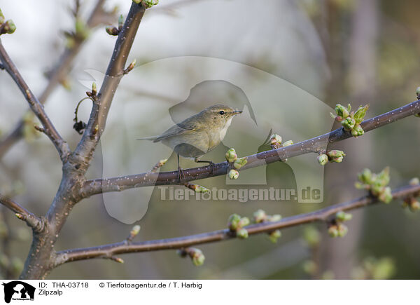 Zilpzalp / common chiffchaff / THA-03718