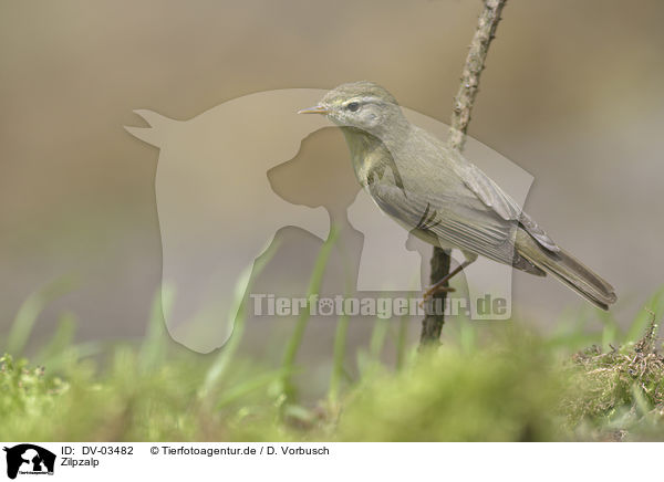 Zilpzalp / common chiffchaff / DV-03482