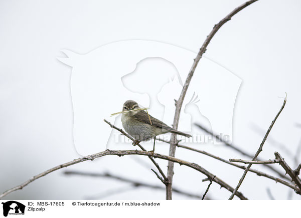 Zilpzalp / common chiffchaff / MBS-17605