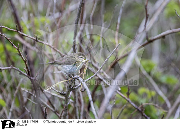 Zilpzalp / common chiffchaff / MBS-17608