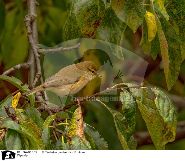 Zilpzalp / common chiffchaff / SA-01352