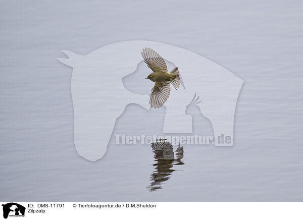 Zilpzalp / common chiffchaff / DMS-11791
