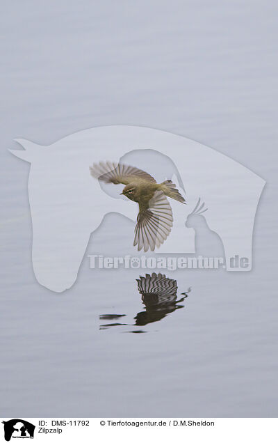 Zilpzalp / common chiffchaff / DMS-11792