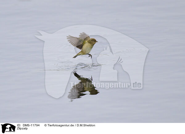 Zilpzalp / common chiffchaff / DMS-11794