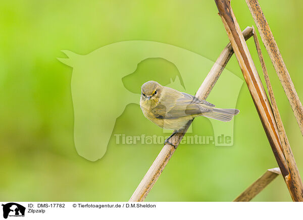 Zilpzalp / Common chiffchaff / DMS-17782