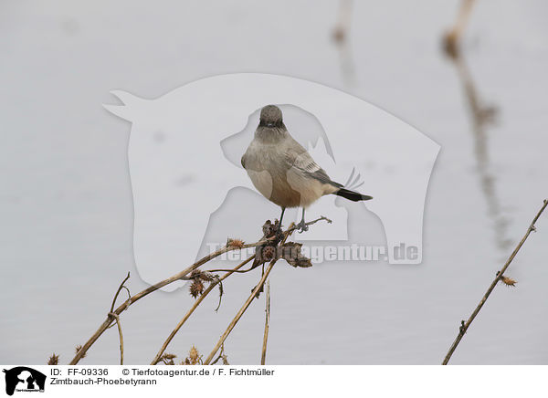 Zimtbauch-Phoebetyrann / Say's phoebe / FF-09336