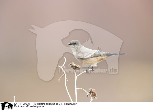 Zimtbauch-Phoebetyrann / Say's phoebe / FF-09337