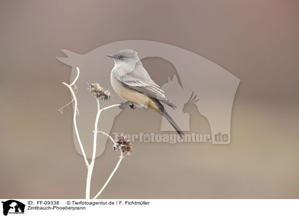 Zimtbauch-Phoebetyrann / Say's phoebe / FF-09338