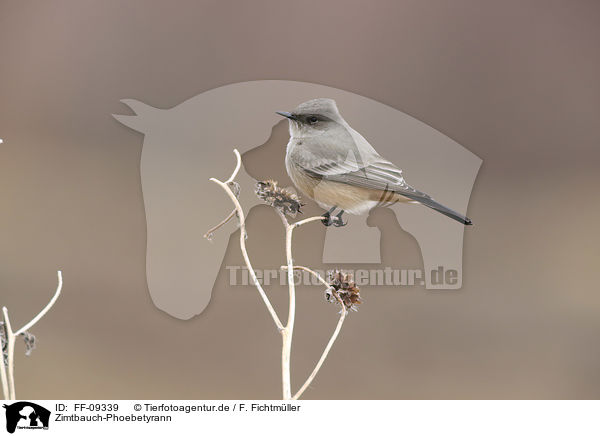 Zimtbauch-Phoebetyrann / Say's phoebe / FF-09339