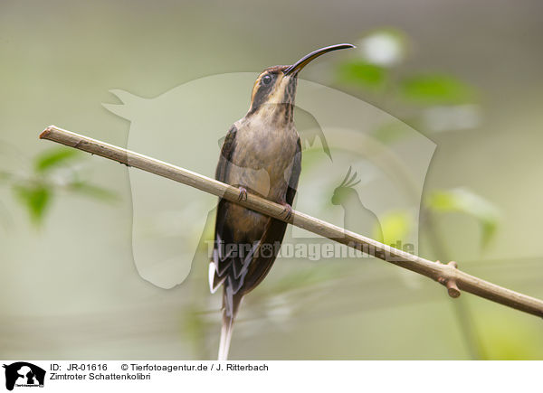 Zimtroter Schattenkolibri / JR-01616