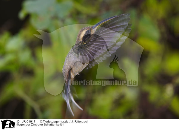 fliegender Zimtroter Schattenkolibri / JR-01617