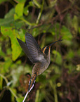 fliegender Zimtroter Schattenkolibri