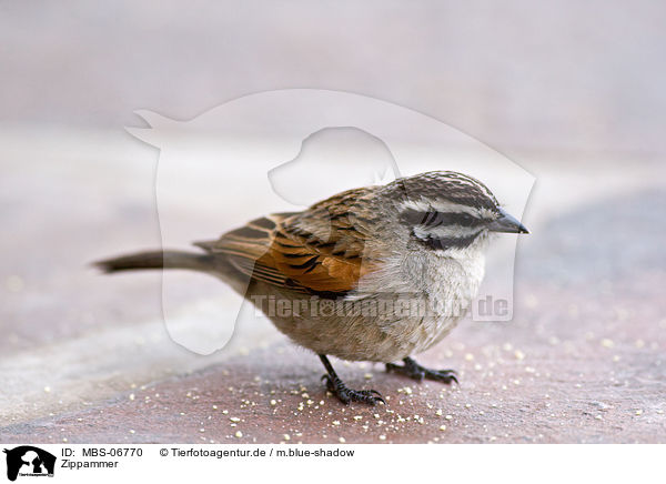 Zippammer / rock bunting / MBS-06770