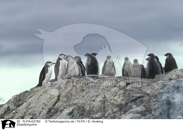 Zgelpinguine / chinstrap penguins / FLPA-02780