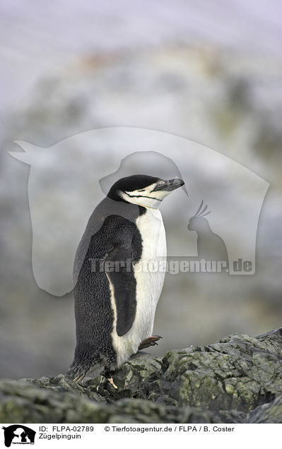 Zgelpinguin / chinstrap penguin / FLPA-02789