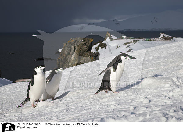 Zgelpinguine / FLPA-02805