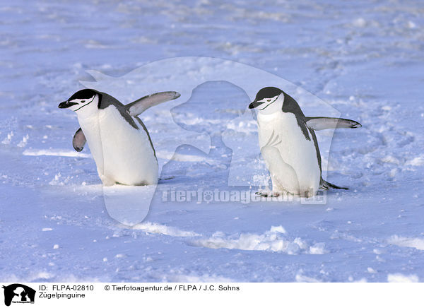 Zgelpinguine / chinstrap penguins / FLPA-02810