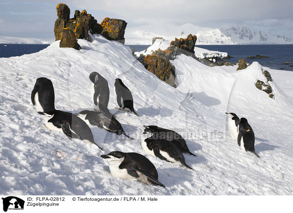 Zgelpinguine / chinstrap penguins / FLPA-02812