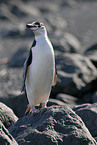 Zgelpinguin