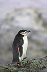 Zgelpinguin