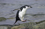 Zgelpinguin