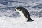 Zgelpinguin