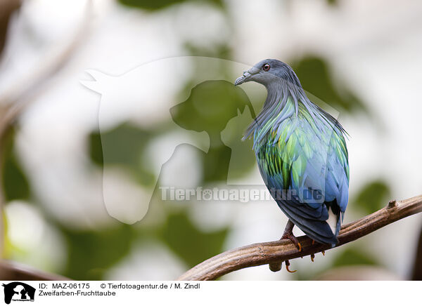 Zweifarben-Fruchttaube / Pied Imperial Pigeon / MAZ-06175