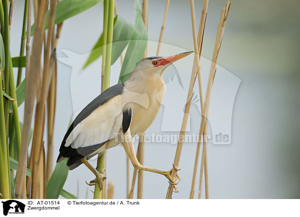 Zwergdommel / little bittern / AT-01514