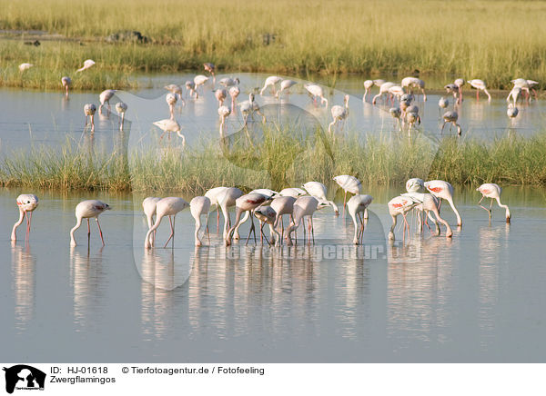 Zwergflamingos / lesser flamingos / HJ-01618