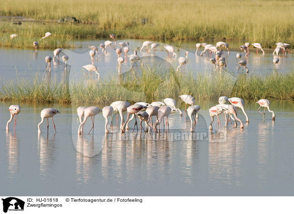 Zwergflamingos / HJ-01618