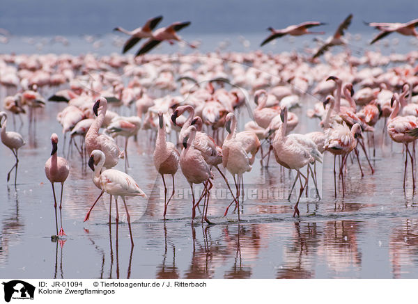 Kolonie Zwergflamingos / colonyof lesser flamingos / JR-01094