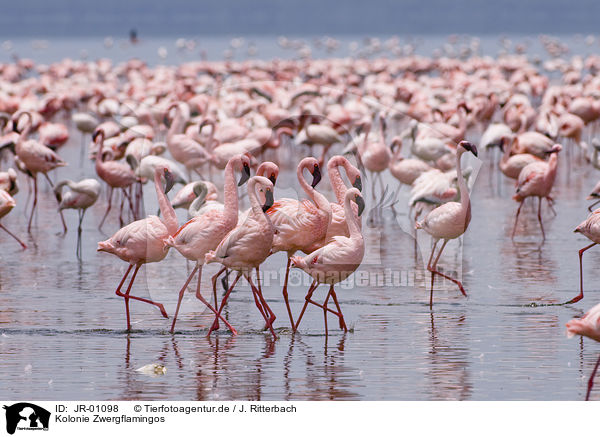 Kolonie Zwergflamingos / colonyof lesser flamingos / JR-01098