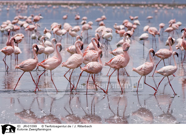 Kolonie Zwergflamingos / colonyof lesser flamingos / JR-01099