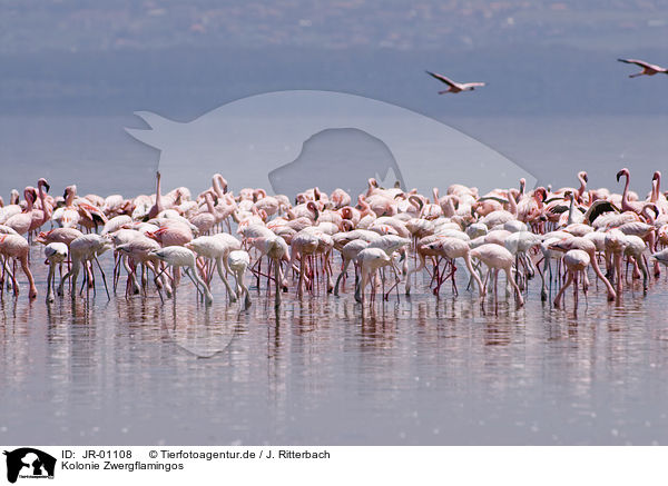 Kolonie Zwergflamingos / colonyof lesser flamingos / JR-01108