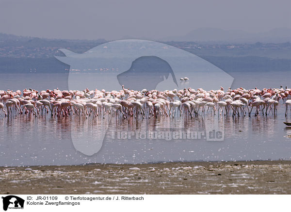 Kolonie Zwergflamingos / colonyof lesser flamingos / JR-01109