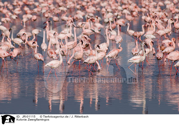 Kolonie Zwergflamingos / colonyof lesser flamingos / JR-01115
