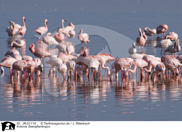 Kolonie Zwergflamingos / colonyof lesser flamingos / JR-01116