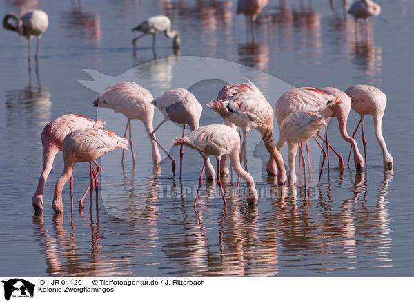Kolonie Zwergflamingos / colonyof lesser flamingos / JR-01120