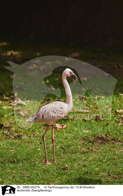 laufender Zwergflamingo / walking Lesser Flamingo / DMS-09279