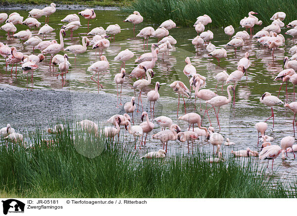 Zwergflamingos / JR-05181