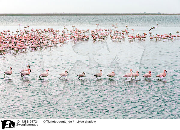 Zwergflamingos / lesser flamingos / MBS-24721