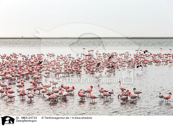 Zwergflamingos / MBS-24722