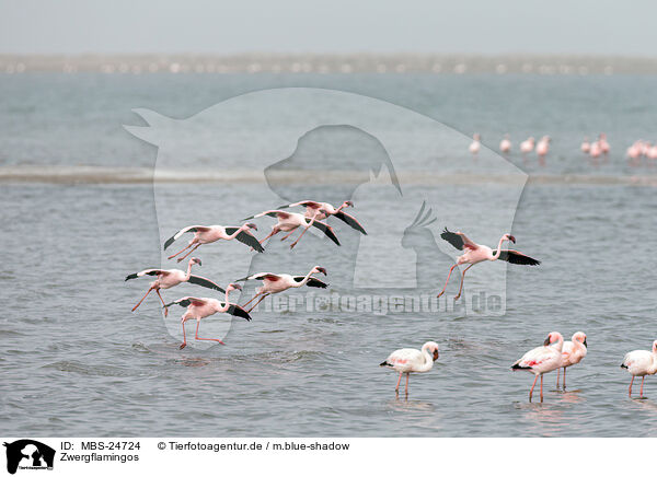 Zwergflamingos / lesser flamingos / MBS-24724