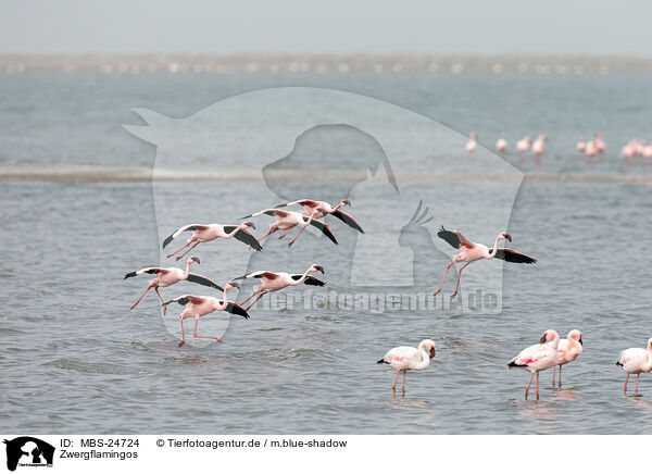 Zwergflamingos / MBS-24724