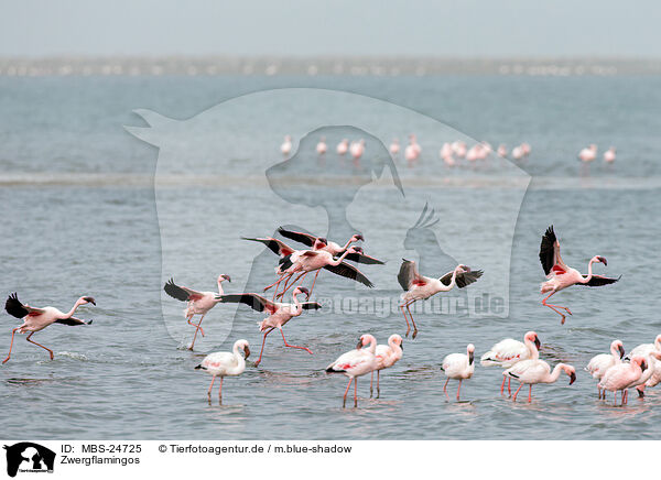 Zwergflamingos / lesser flamingos / MBS-24725