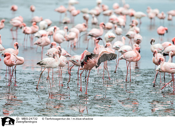 Zwergflamingos / MBS-24732