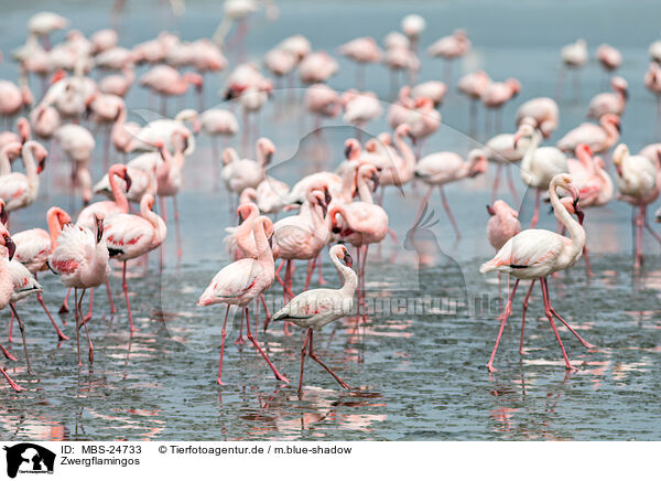 Zwergflamingos / lesser flamingos / MBS-24733
