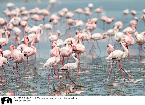 Zwergflamingos / MBS-24733